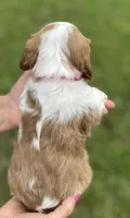 Pink, a female Cavalier King Charles Spaniel for sale in Florence, SC – 5 of 6