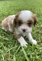 Green, a male Cavalier King Charles Spaniel for sale in Florence, SC – 4 of 5
