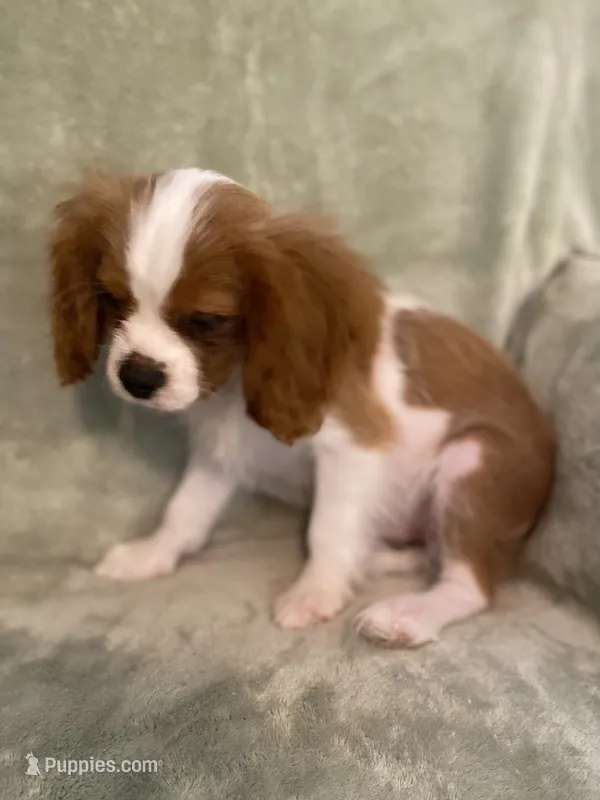 Orange – Cavalier King Charles Spaniel puppy for sale in Effingham, SC