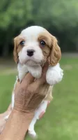 Blue, a male Cavalier King Charles Spaniel for sale in Florence, SC – 2 of 4