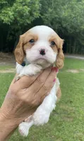 Green, a male Cavalier King Charles Spaniel for sale in Florence, SC – 5 of 5