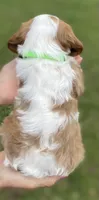 Green, a male Cavalier King Charles Spaniel for sale in Florence, SC – 3 of 5