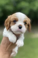 Orange, a male Cavalier King Charles Spaniel for sale in Florence, SC – 2 of 6