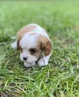 Purple, a male Cavalier King Charles Spaniel for sale in Florence, SC – 2 of 5