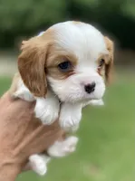 Purple, a male Cavalier King Charles Spaniel for sale in Florence, SC – 1 of 5