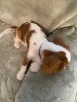 Green, a male Cavalier King Charles Spaniel for sale in Effingham, SC – 5 of 5