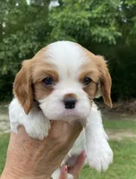 Orange, a male Cavalier King Charles Spaniel for sale in Florence, SC – 4 of 6