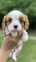 Blue, a male Cavalier King Charles Spaniel for sale in Florence, SC – 1 of 4