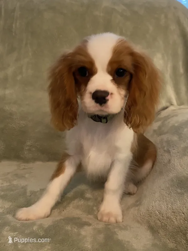 Green – Cavalier King Charles Spaniel puppy for sale in Effingham, SC