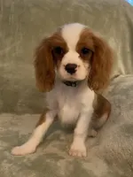 Green, a male Cavalier King Charles Spaniel for sale in Effingham, SC – 1 of 5
