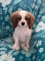 Orange, a male Cavalier King Charles Spaniel for sale in Florence, SC – 3 of 4