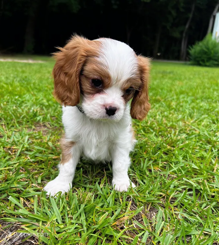 Green – Cavalier King Charles Spaniel puppy for sale in Florence, SC