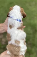 Blue, a male Cavalier King Charles Spaniel for sale in Florence, SC – 3 of 4