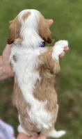 Purple, a male Cavalier King Charles Spaniel for sale in Florence, SC – 4 of 5