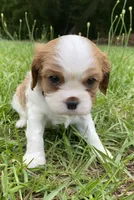 Orange, a male Cavalier King Charles Spaniel for sale in Florence, SC – 6 of 6