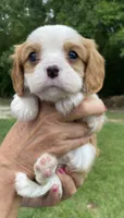 Purple, a male Cavalier King Charles Spaniel for sale in Florence, SC – 5 of 5