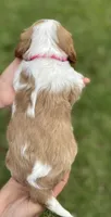 Pink, a female Cavalier King Charles Spaniel for sale in Florence, SC – 4 of 6