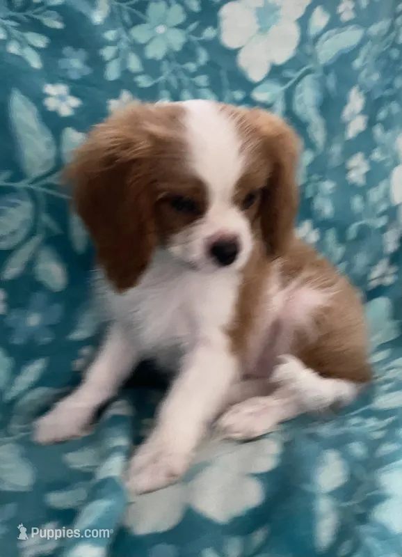 Orange – Cavalier King Charles Spaniel puppy for sale in Florence, SC