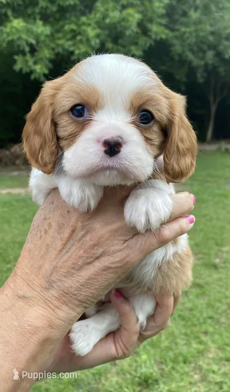Pink – Cavalier King Charles Spaniel puppy for sale in Florence, SC