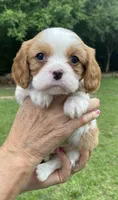 Pink, a female Cavalier King Charles Spaniel for sale in Florence, SC – 1 of 6