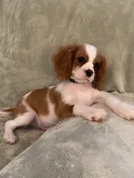 Green, a male Cavalier King Charles Spaniel for sale in Effingham, SC – 2 of 5