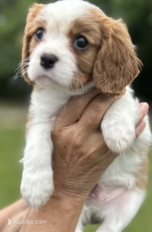 Blue – Cavalier King Charles Spaniel puppy for sale in Florence, SC