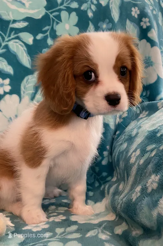 Blue – Cavalier King Charles Spaniel puppy for sale in Florence, SC