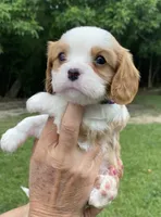 Purple, a male Cavalier King Charles Spaniel for sale in Florence, SC – 3 of 5