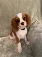 Green, a male Cavalier King Charles Spaniel for sale in Effingham, SC – 4 of 5