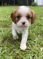 Pink, a female Cavalier King Charles Spaniel for sale in Florence, SC – 6 of 6
