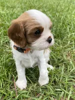Orange, a male Cavalier King Charles Spaniel for sale in Florence, SC – 5 of 6