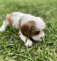 Blue, a male Cavalier King Charles Spaniel for sale in Florence, SC – 4 of 4