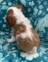 Orange, a male Cavalier King Charles Spaniel for sale in Florence, SC – 4 of 4