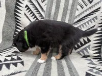 Female Mini Aussie purebred ASDR tail intact, a female Australian Shepherd for sale in Boise, ID – Photo 2 of 7