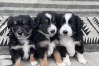 Female Mini Aussie purebred ASDR tail intact, a female Australian Shepherd for sale in Boise, ID – Photo 4 of 7