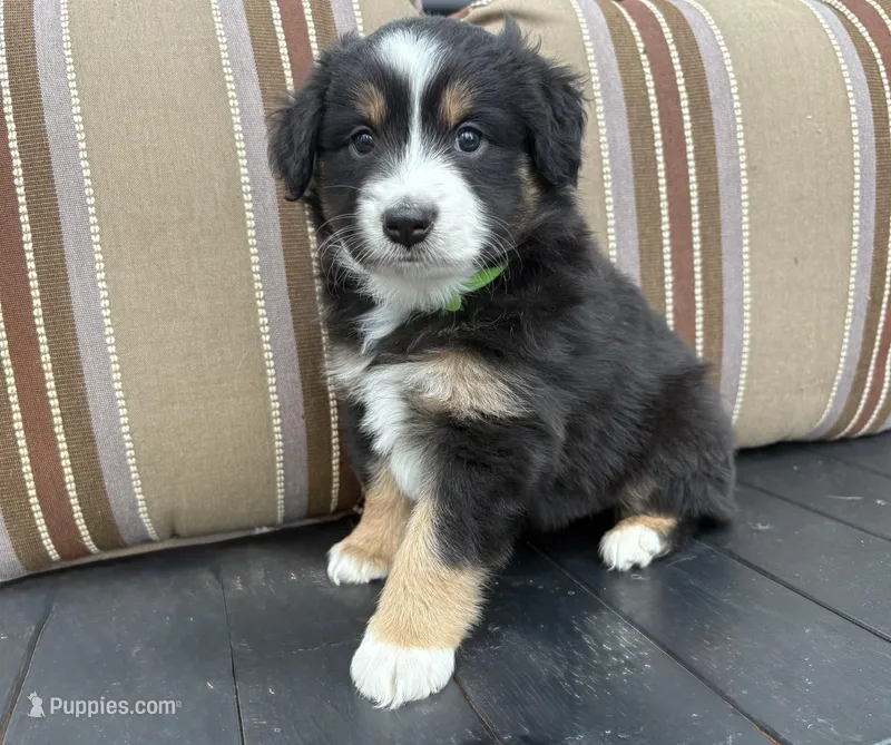 Female Mini Aussie purebred ASDR tail intact