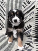 Female Mini Aussie purebred ASDR tail intact, a female Australian Shepherd for sale in Boise, ID – Photo 3 of 7