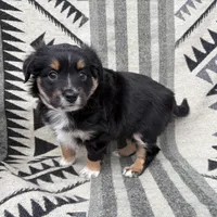 Female Mini Aussie ASDR purebred Australian Shepherd tail intact , a female Australian Shepherd for sale in Boise, ID – Photo 3 of 8