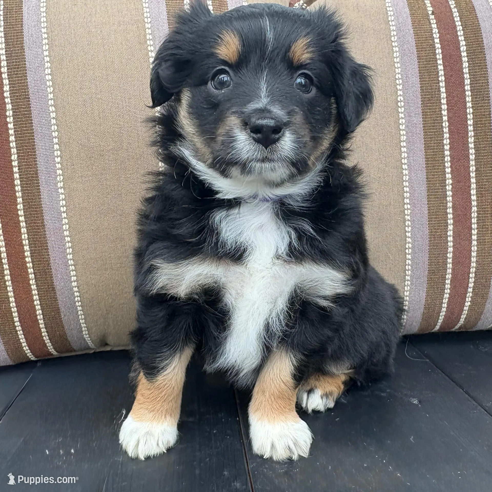 Female Mini Aussie ASDR purebred Australian Shepherd tail intact 