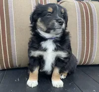 Female Mini Aussie ASDR purebred Australian Shepherd tail intact , a female Australian Shepherd for sale in Boise, ID – Photo 2 of 8