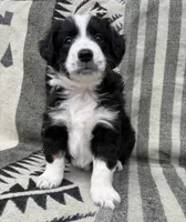 Male Mini Aussie ASDR purebred Australian Shepherd tail intact, a male Australian Shepherd for sale in Boise, ID – Photo 2 of 7