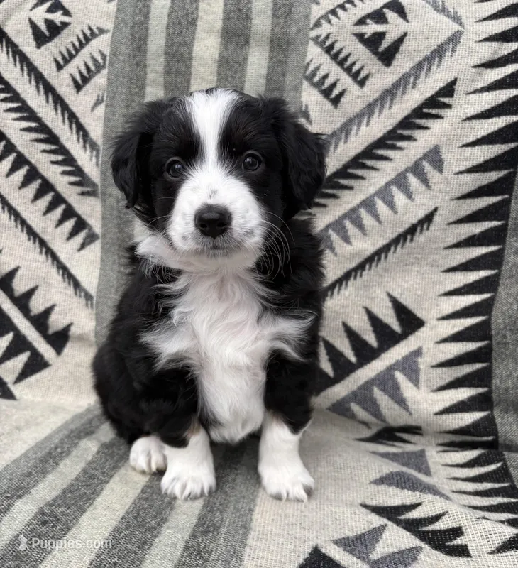 Male Mini Aussie ASDR purebred Australian Shepherd tail intact