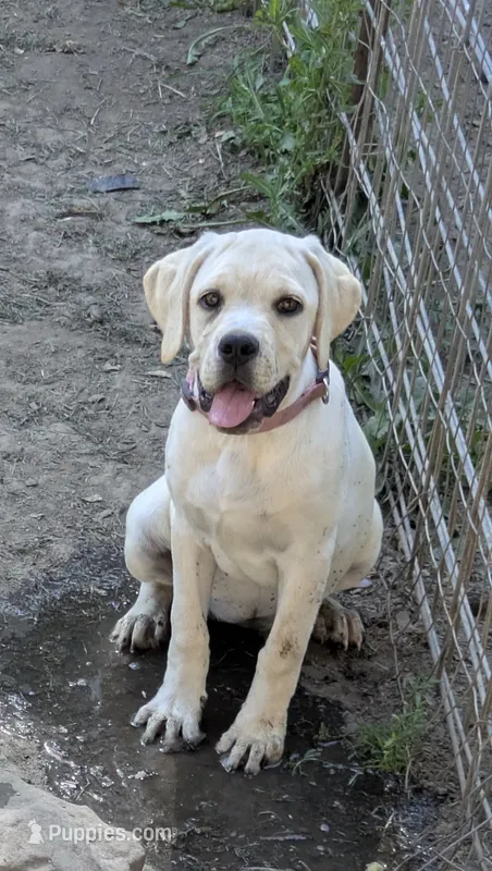 Light pink  – Cane Corso puppy for sale in Schell City, MO