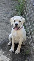 Light pink , a female Cane Corso for sale in Schell City, MO – 1 of 7