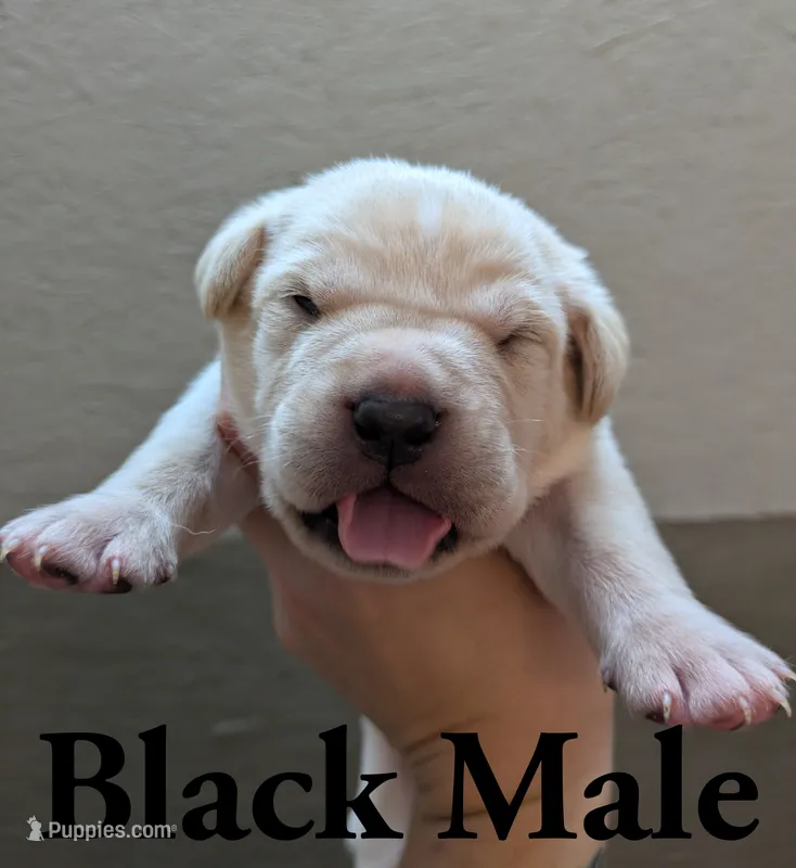 Black  – Cane Corso puppy for sale in Schell City, MO