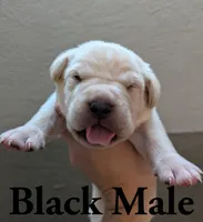 Black , a male Cane Corso for sale in Schell City, MO – 1 of 5