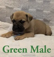 Green, a male Cane Corso for sale in Schell City, MO – 5 of 9