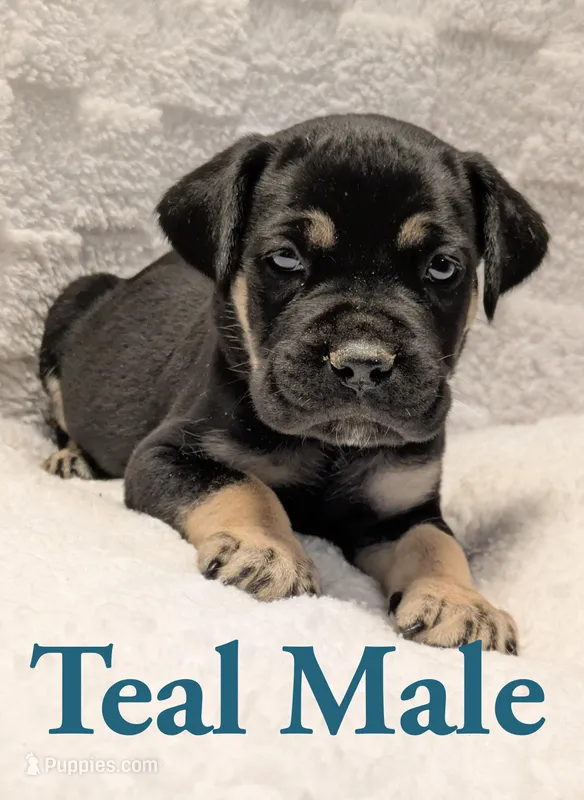 Teal – Cane Corso puppy for sale in Schell City, MO