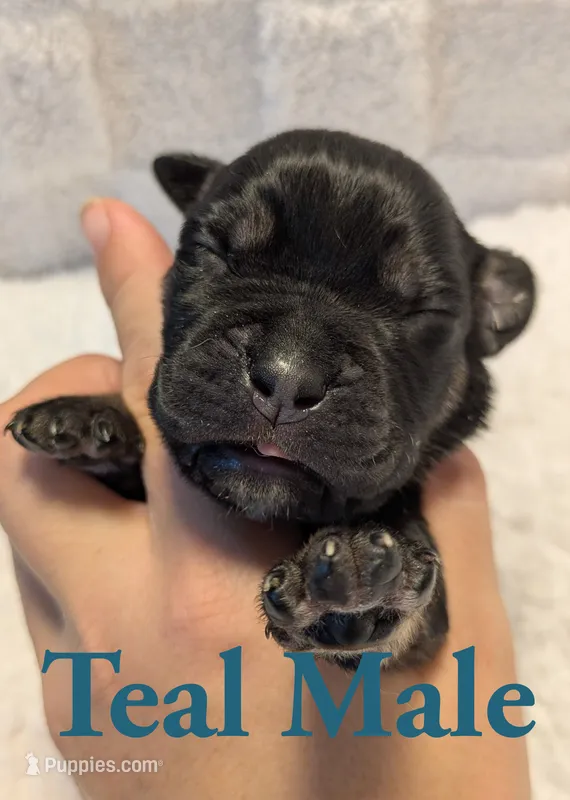 Teal – Cane Corso puppy for sale in Schell City, MO