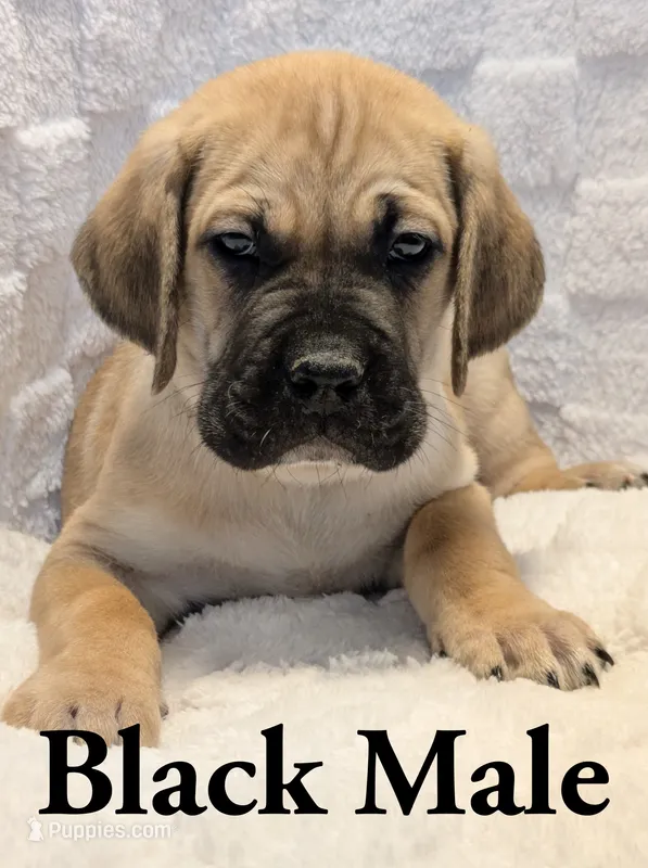 Black  – Cane Corso puppy for sale in Schell City, MO